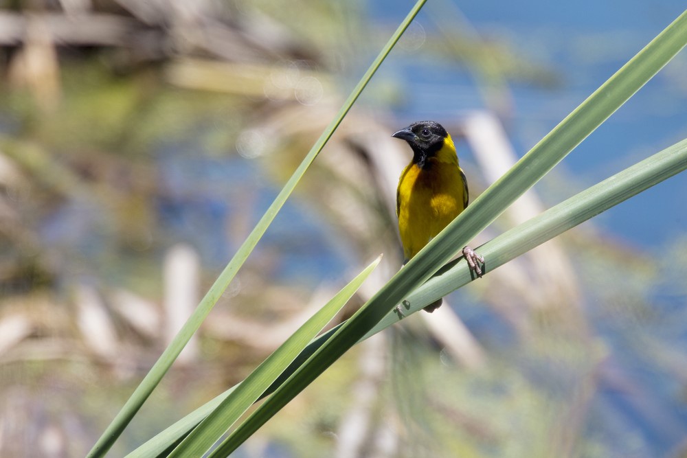 bird on bog green leave